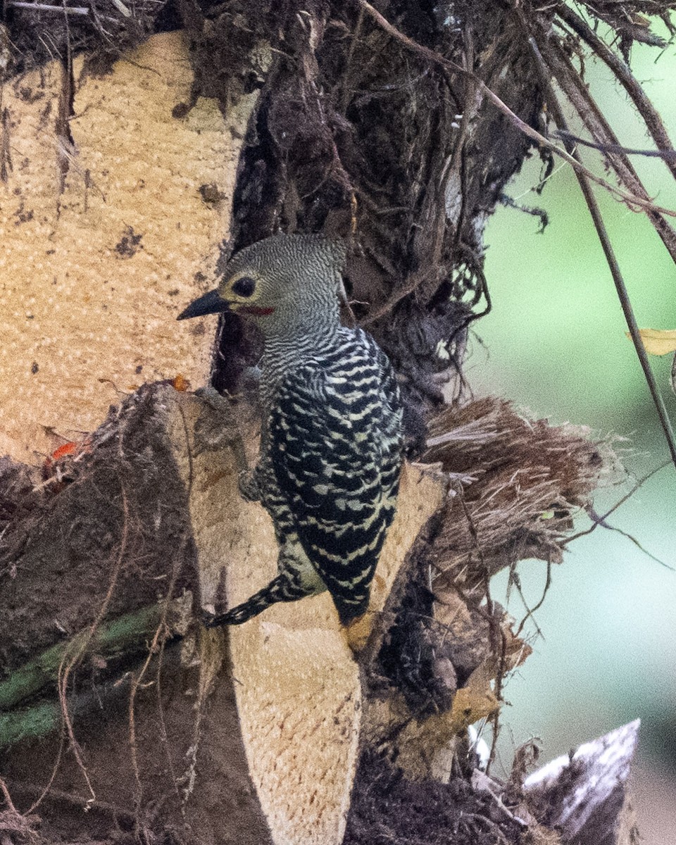 Buff-rumped Woodpecker - ML656031400