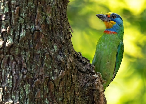 Taiwan Barbet - Psilopogon nuchalis - メディア検索 - Macaulay
