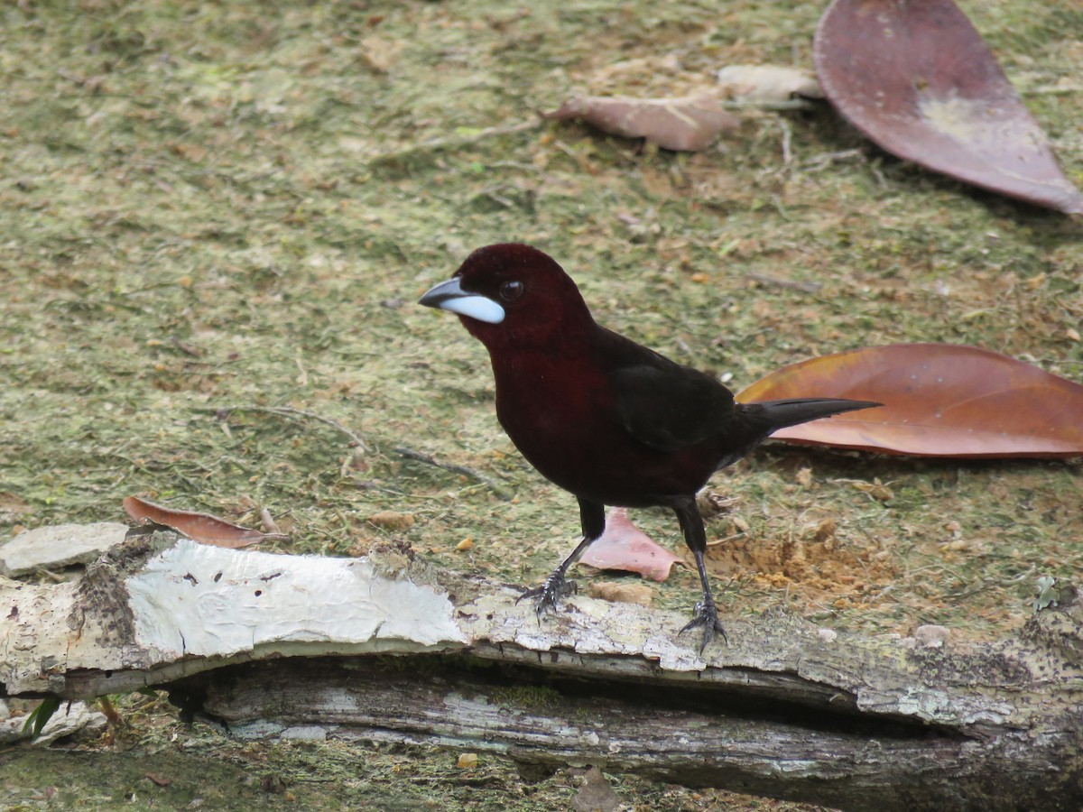 Silver-beaked Tanager - Jack Noordhuizen