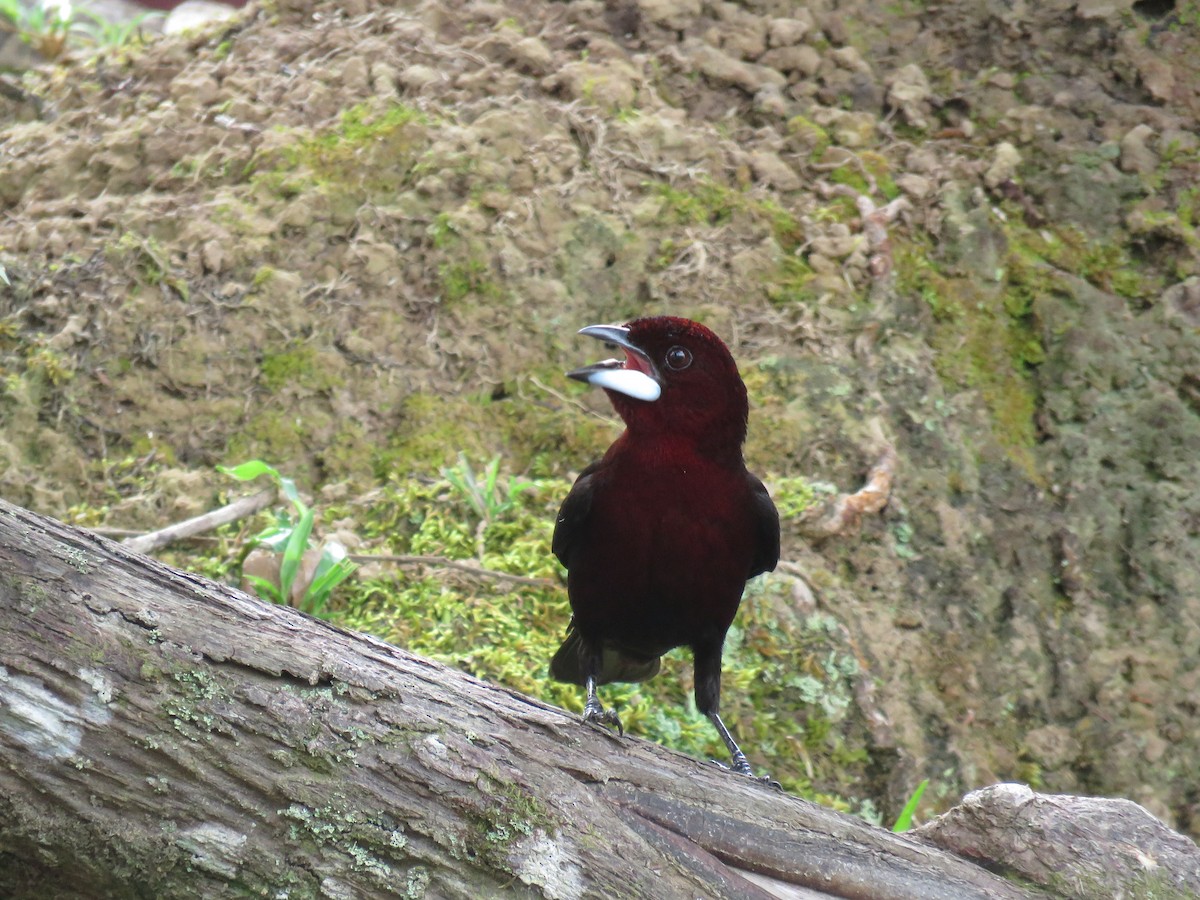 Silver-beaked Tanager - ML65603231