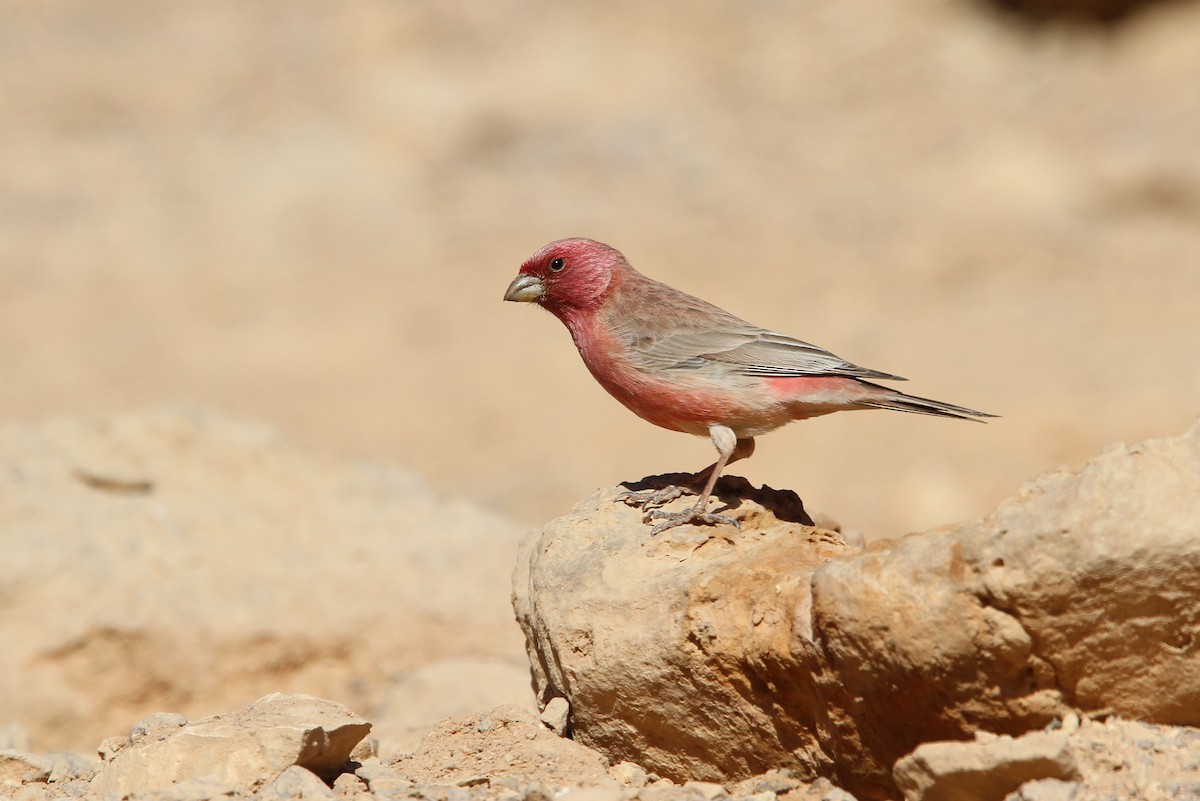 Sinai Rosefinch - Christoph Moning