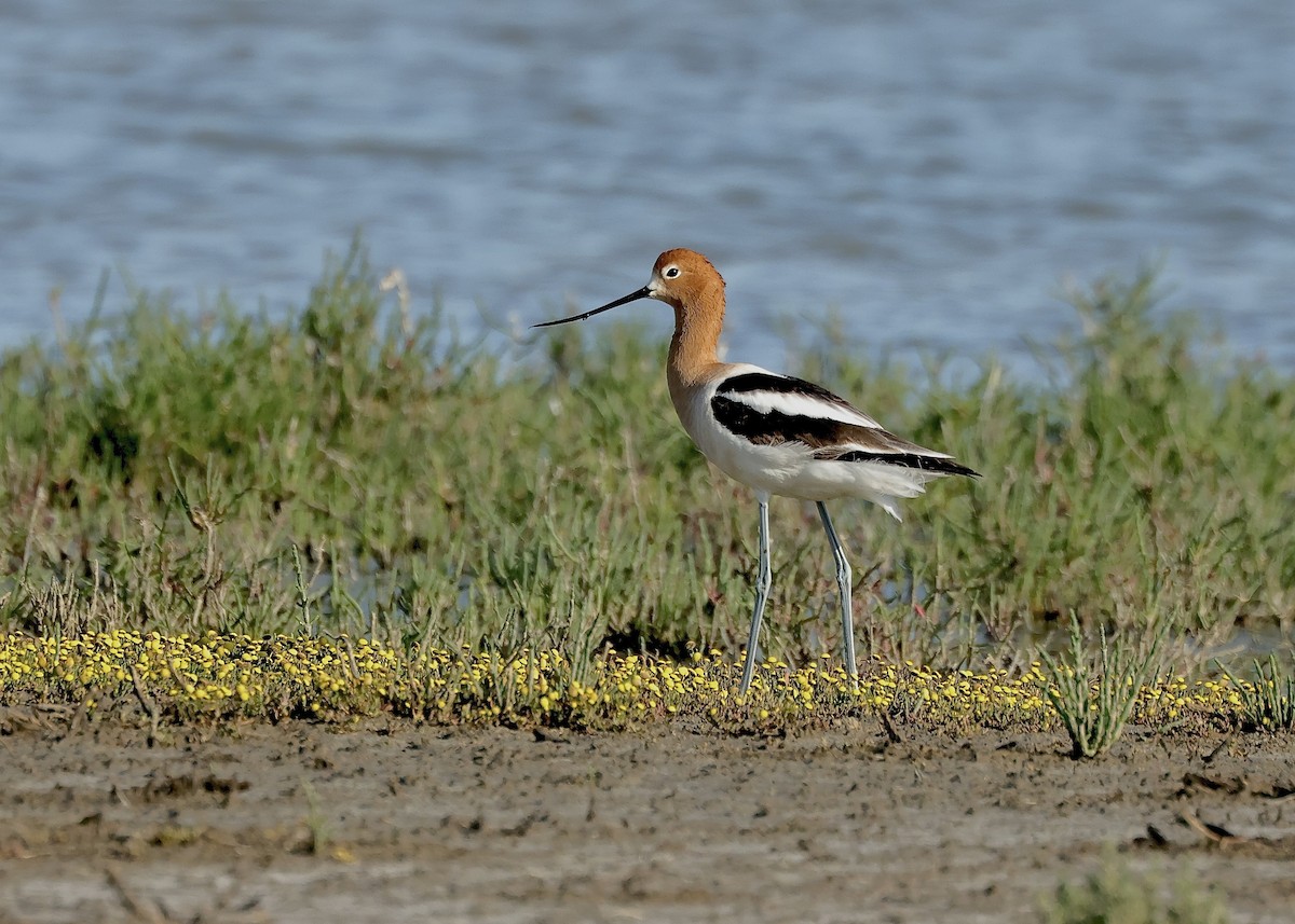 eBird Checklist - 27 Apr 2026 - Pacheco Marsh--Pt. Edith Trail ...