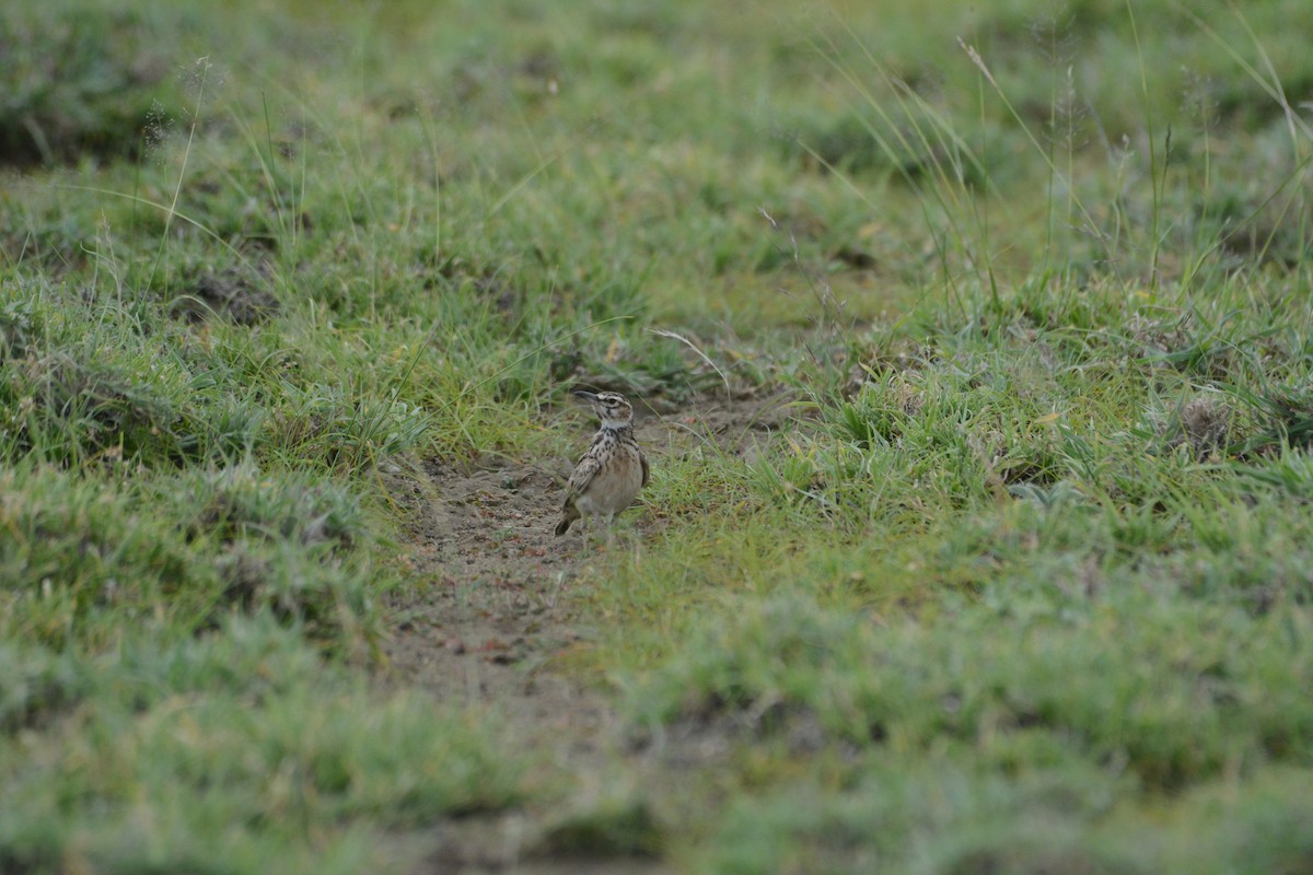 Short-tailed Lark - ML656033644