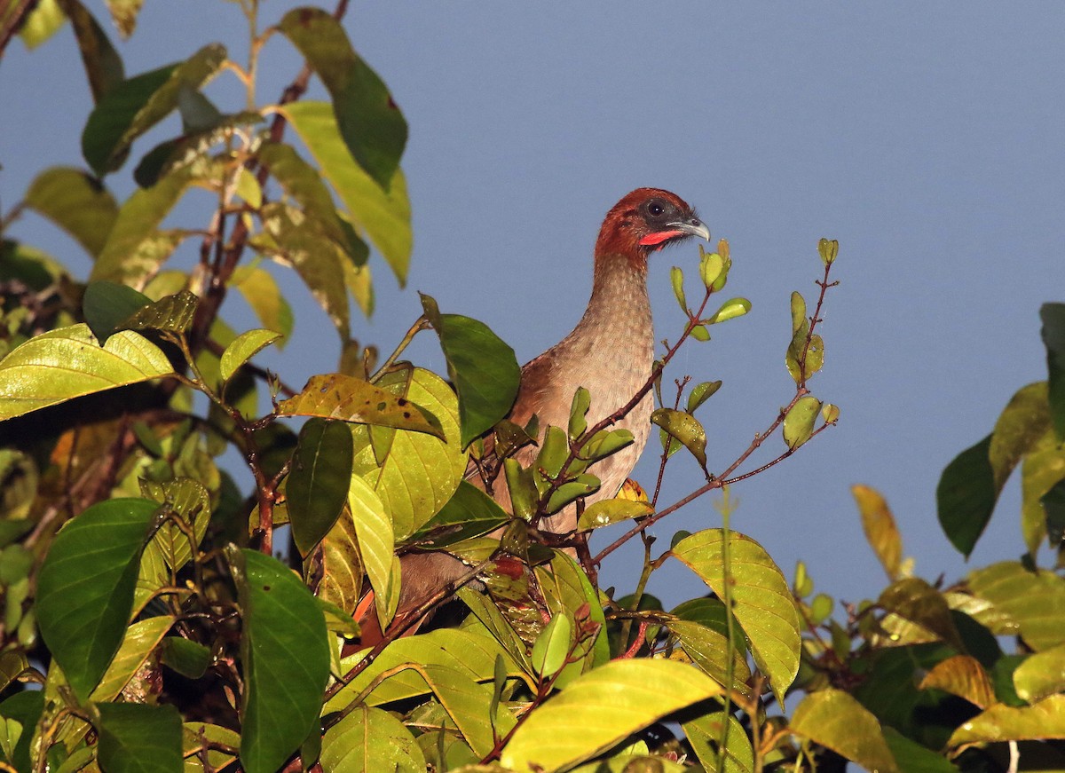 Variable Chachalaca - ML656034646