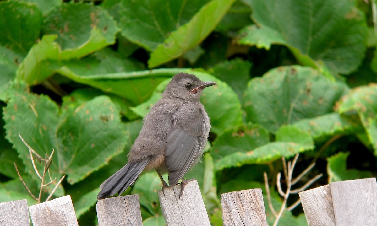 Gray Catbird - Shai Mitra