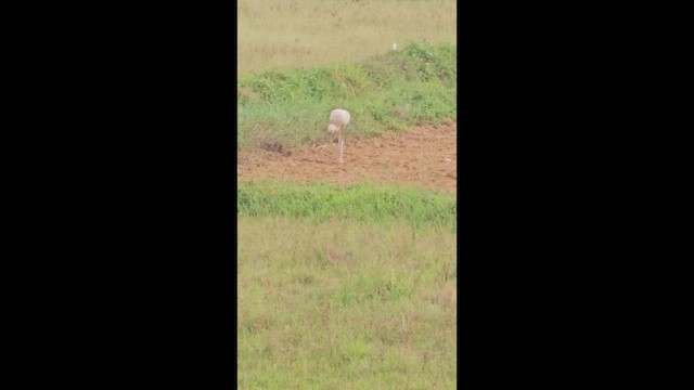 Asian Openbill - ML656035480