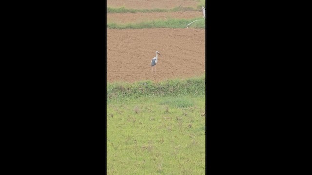 Asian Openbill - ML656035481