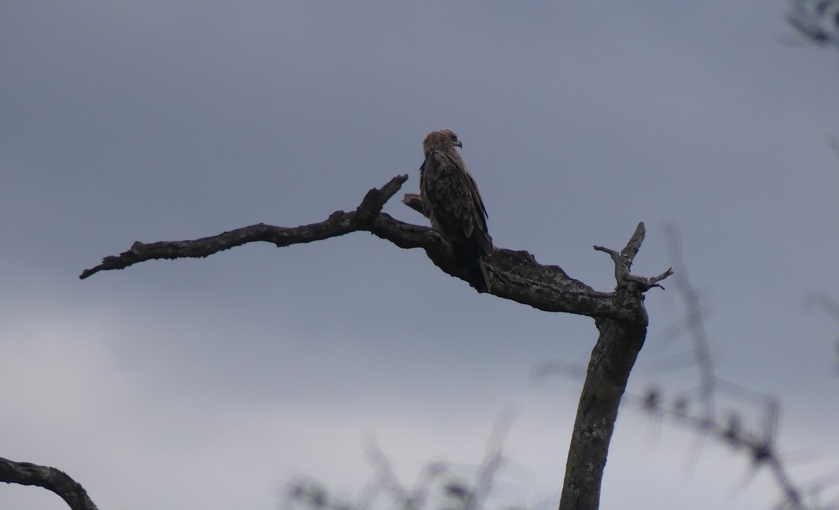 Tawny Eagle - ML656037696
