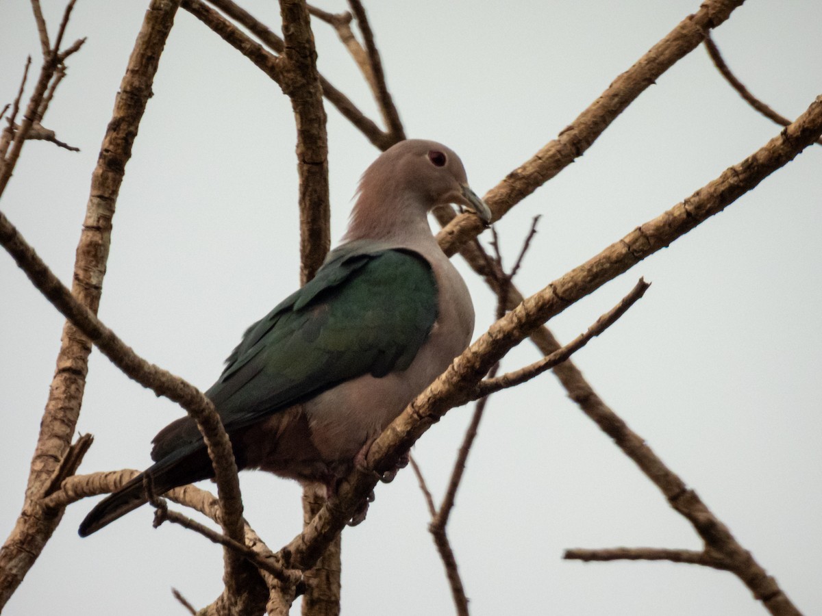 Green Imperial-Pigeon (Green) - ML656037817