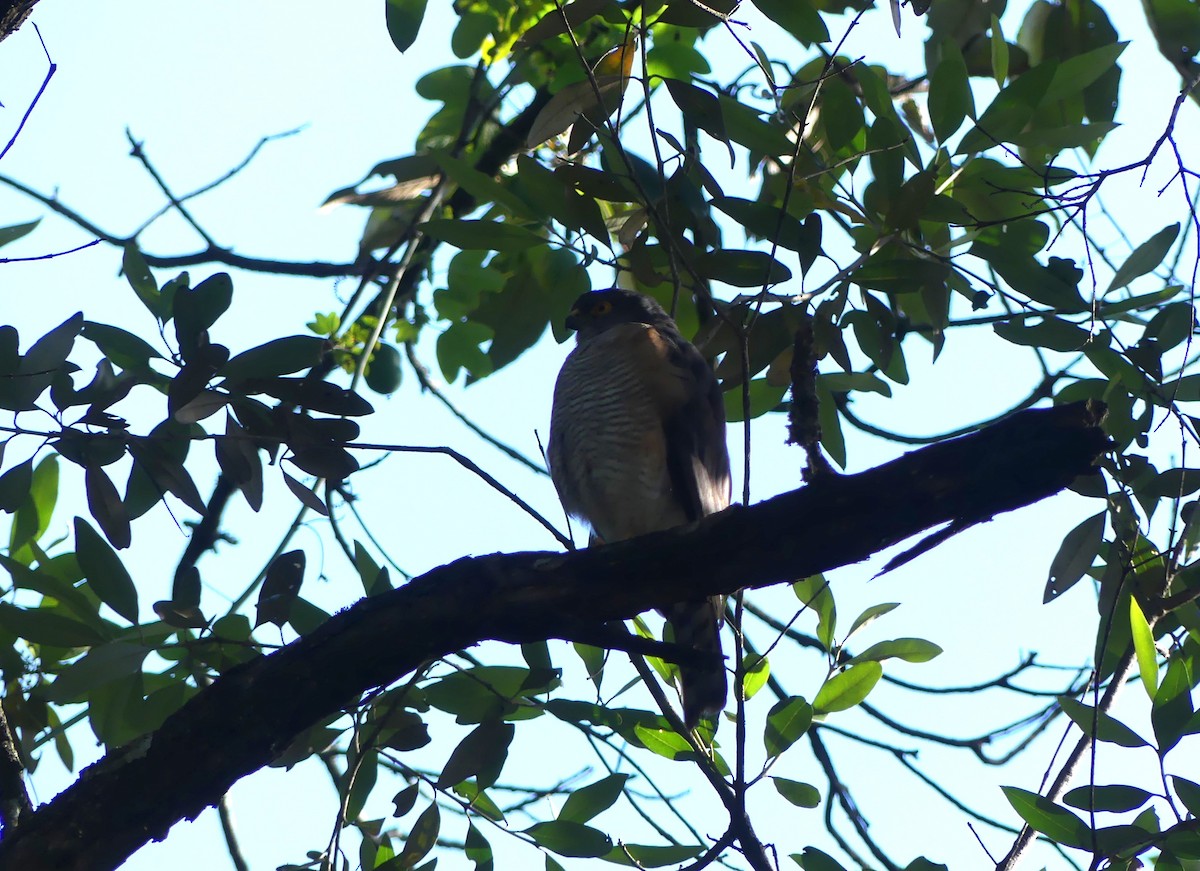 Shikra - ML656037852