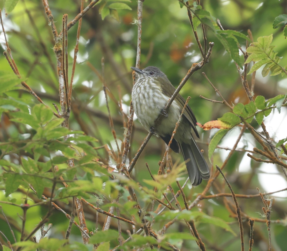 Javan Bulbul - ML656038612
