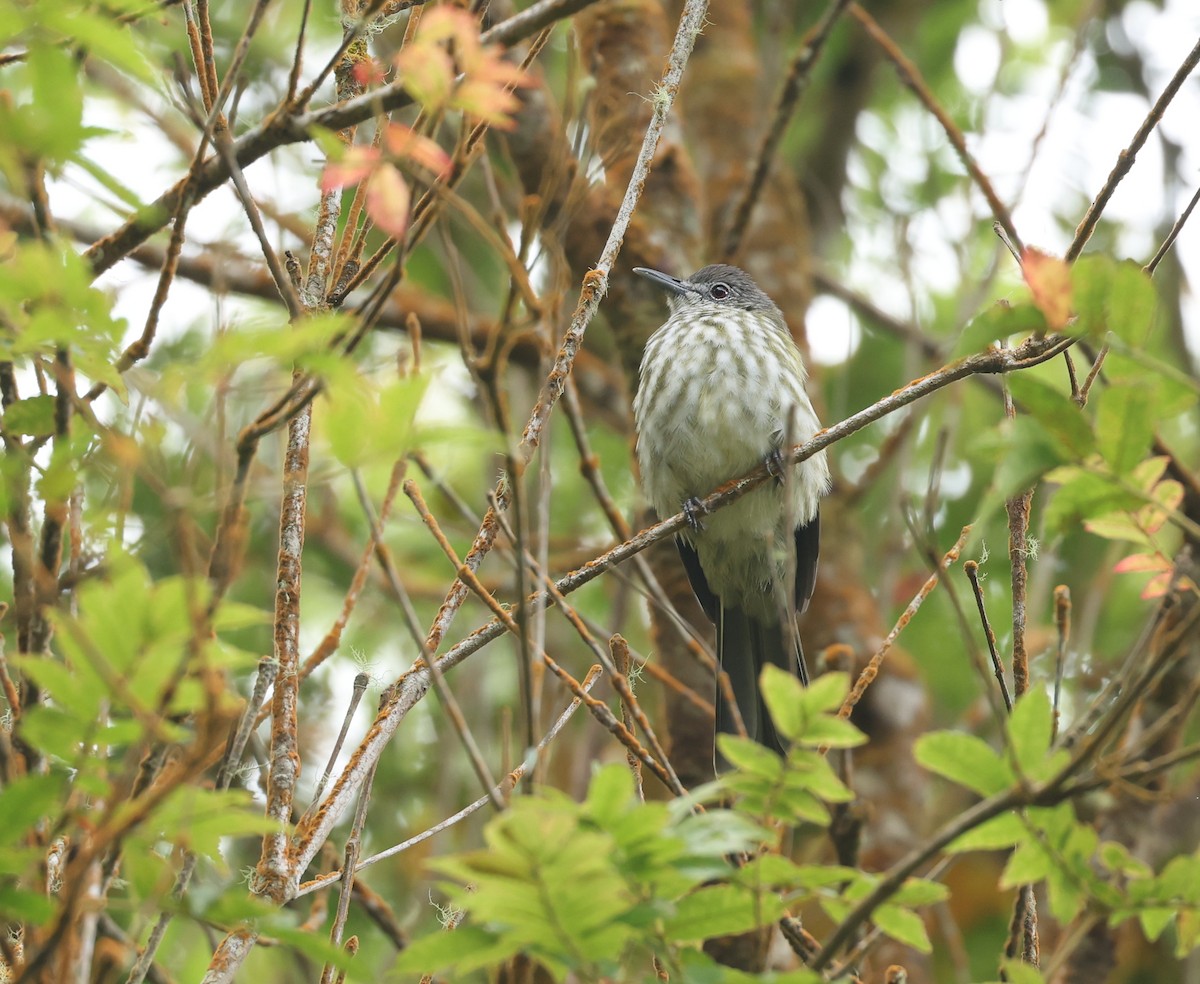 Javan Bulbul - ML656038613