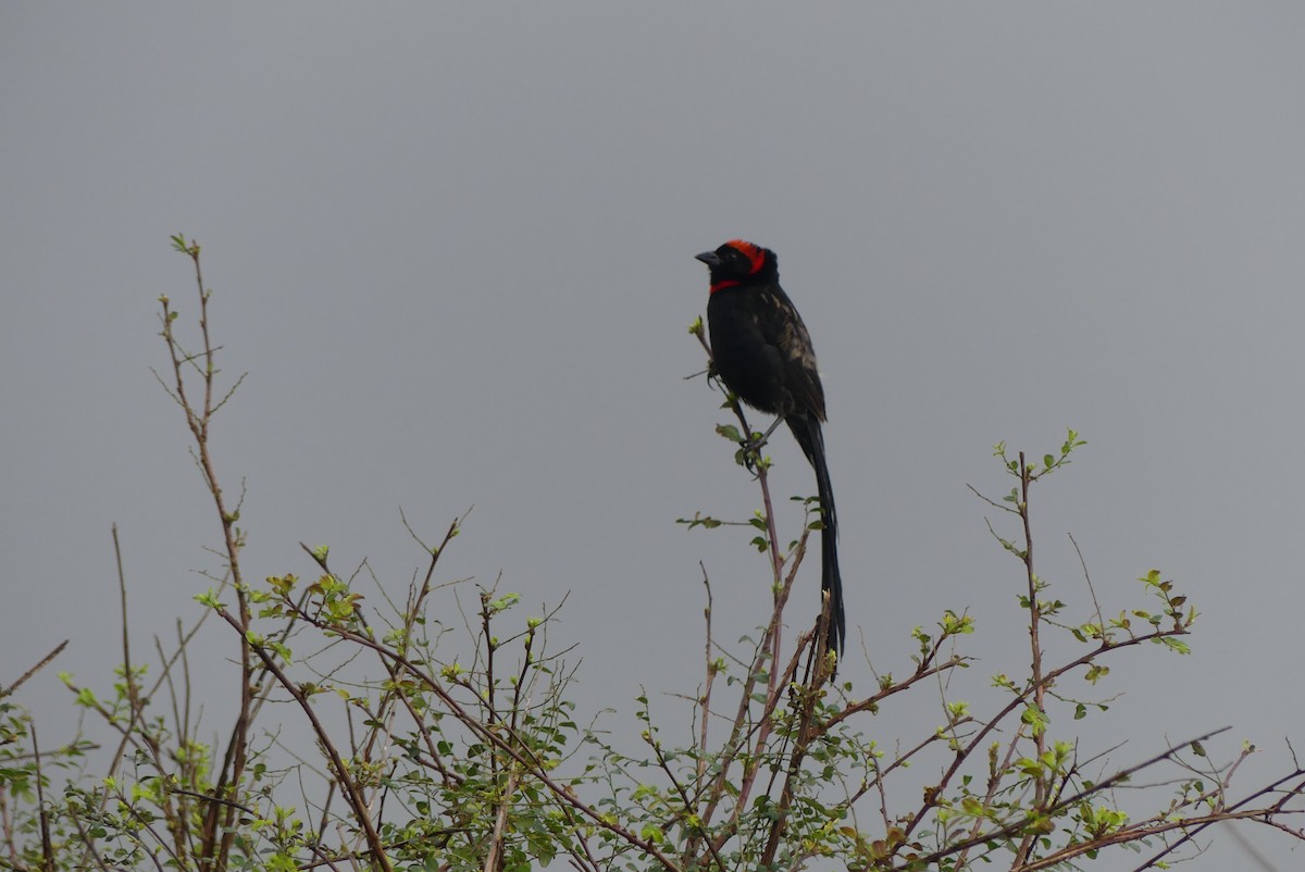 Red-cowled Widowbird - ML656038740