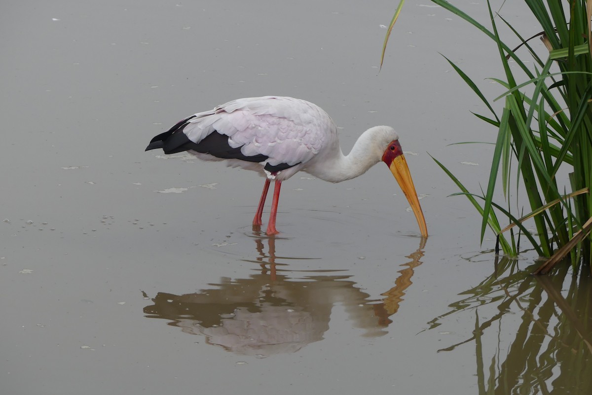 Yellow-billed Stork - ML656038761
