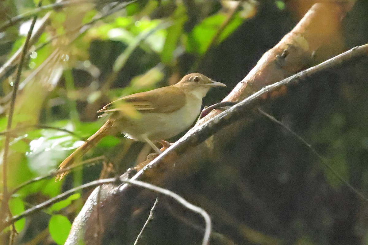 Terrestrial Brownbul - ML656040155