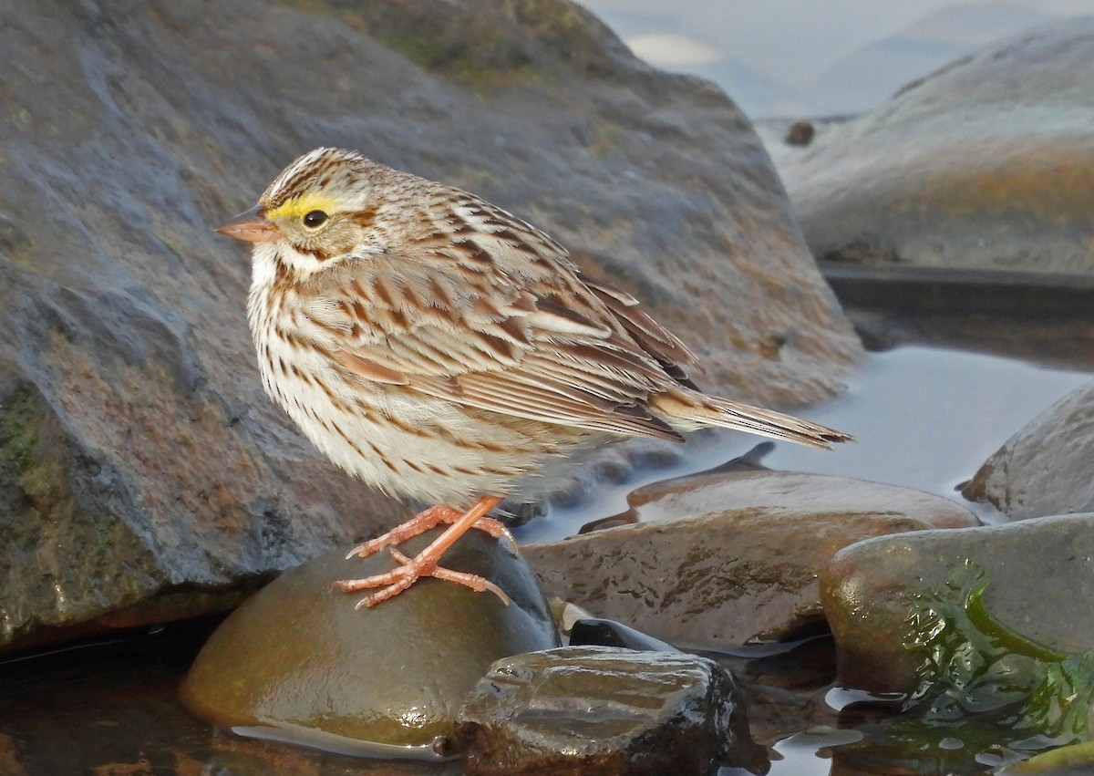 eBird Checklist - 28 Apr 2026 - Hartlen Point - 37 species (+1 other taxa)