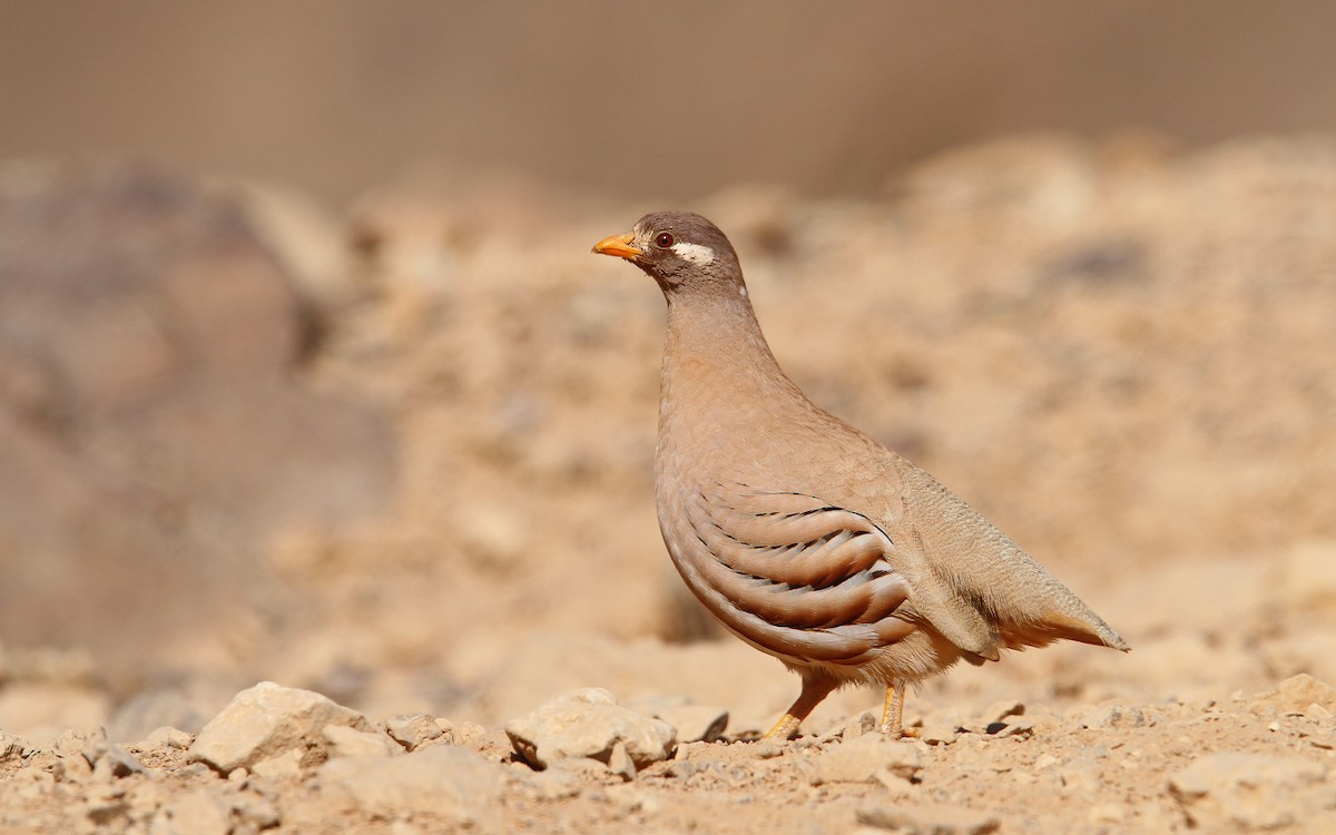 Sand Partridge - Christoph Moning