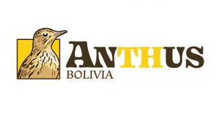 Anthus Bolivia