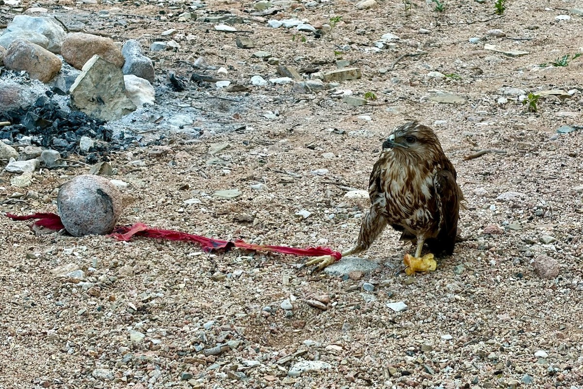 Socotra Buzzard - ML656042320