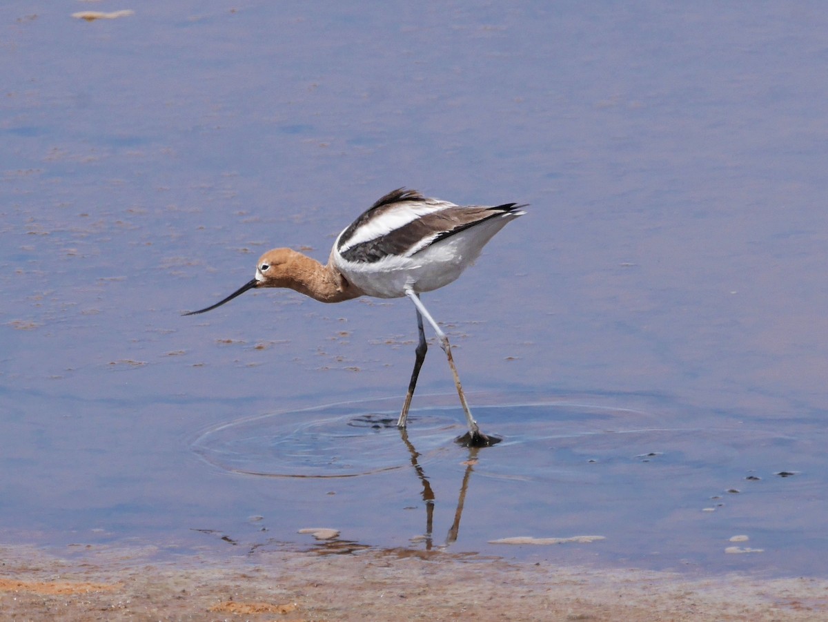American Avocet - ML656042454