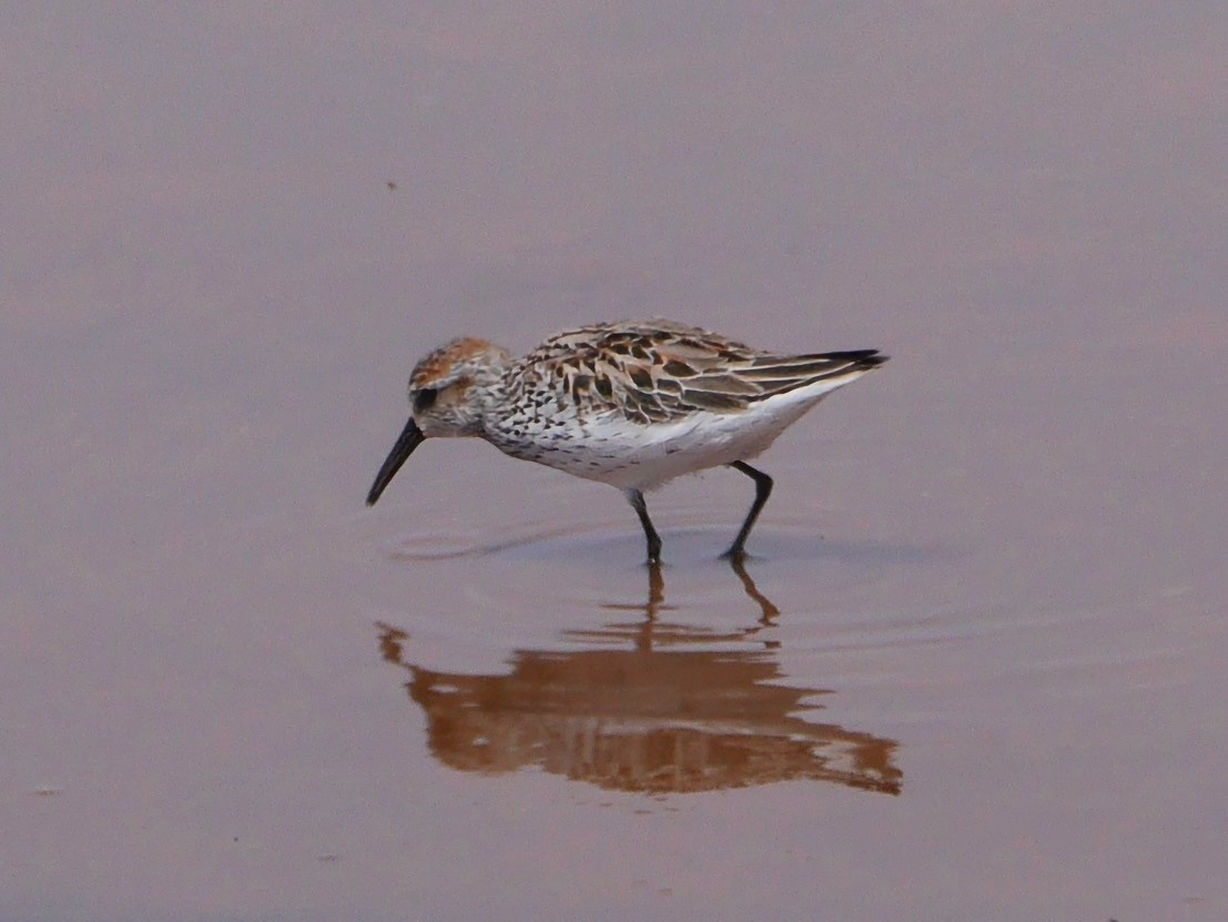 Western Sandpiper - ML656042466