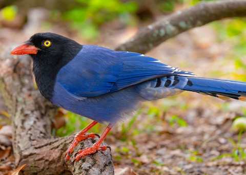 Taiwan Blue-Magpie - Urocissa caerulea - メディア検索 - Macaulay