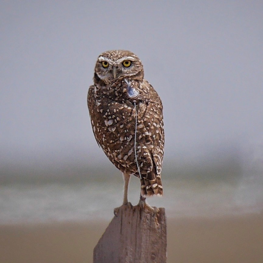 Burrowing Owl - ML656042870