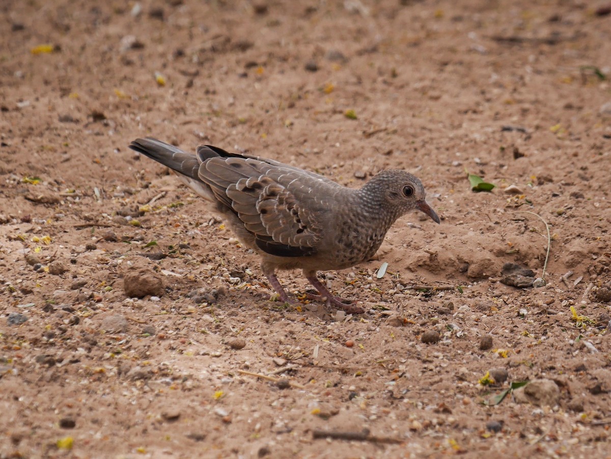 Common Ground Dove - ML656042878