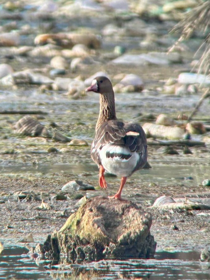 Greater White-fronted Goose - ML656044794