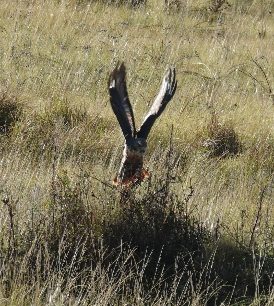 Jackal Buzzard - ML656045368