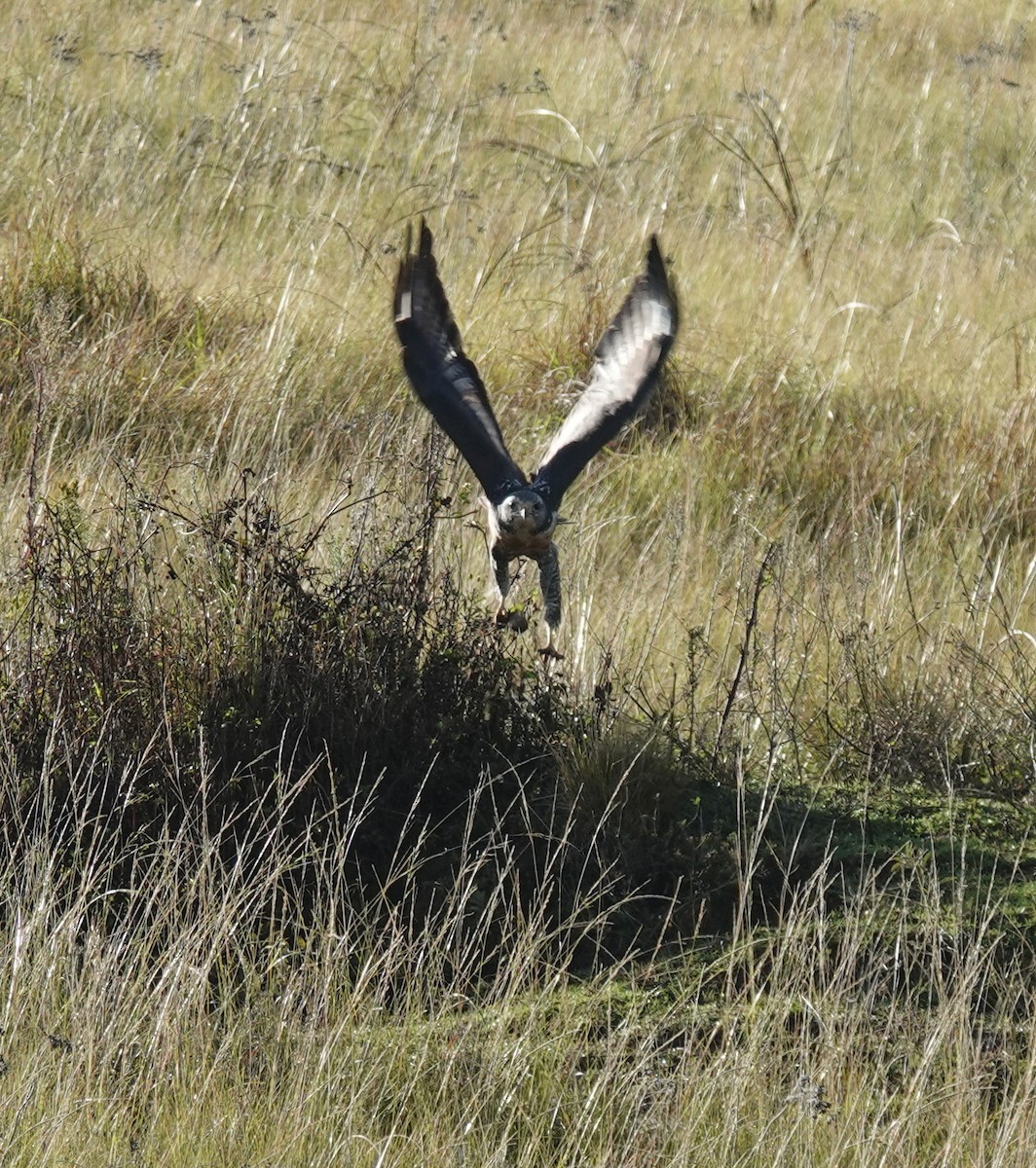 Jackal Buzzard - ML656045396