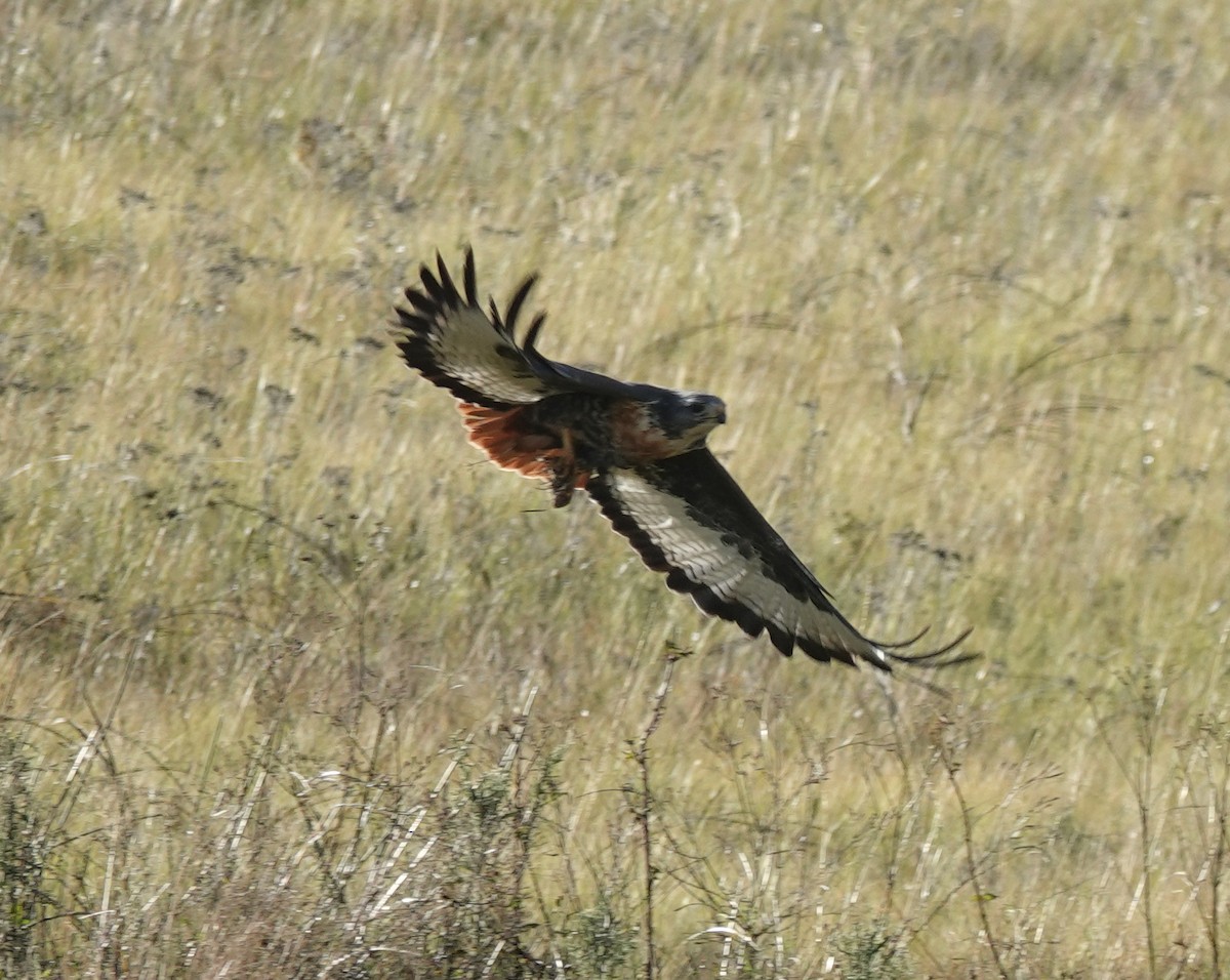 Jackal Buzzard - ML656045431