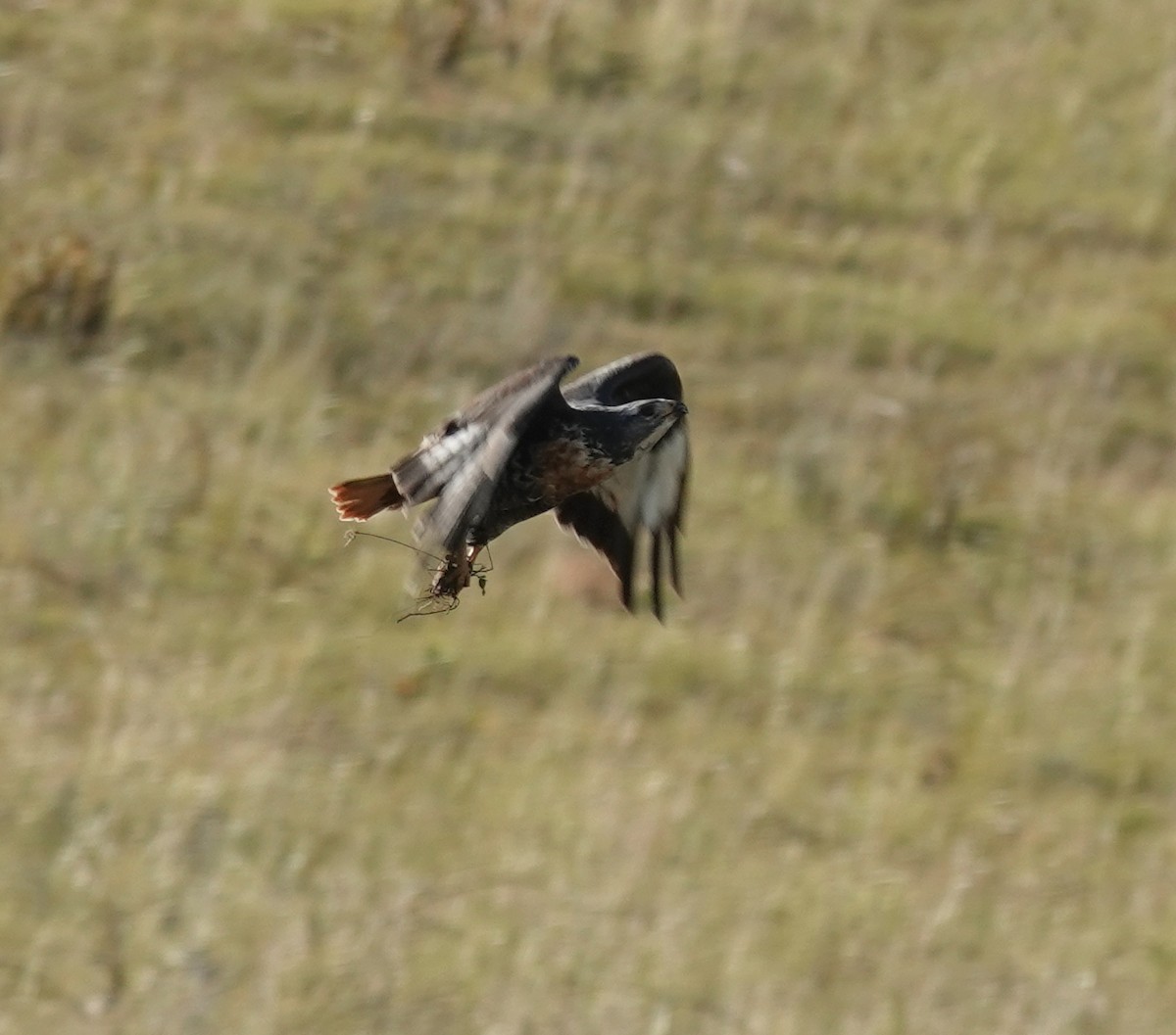Jackal Buzzard - ML656045465