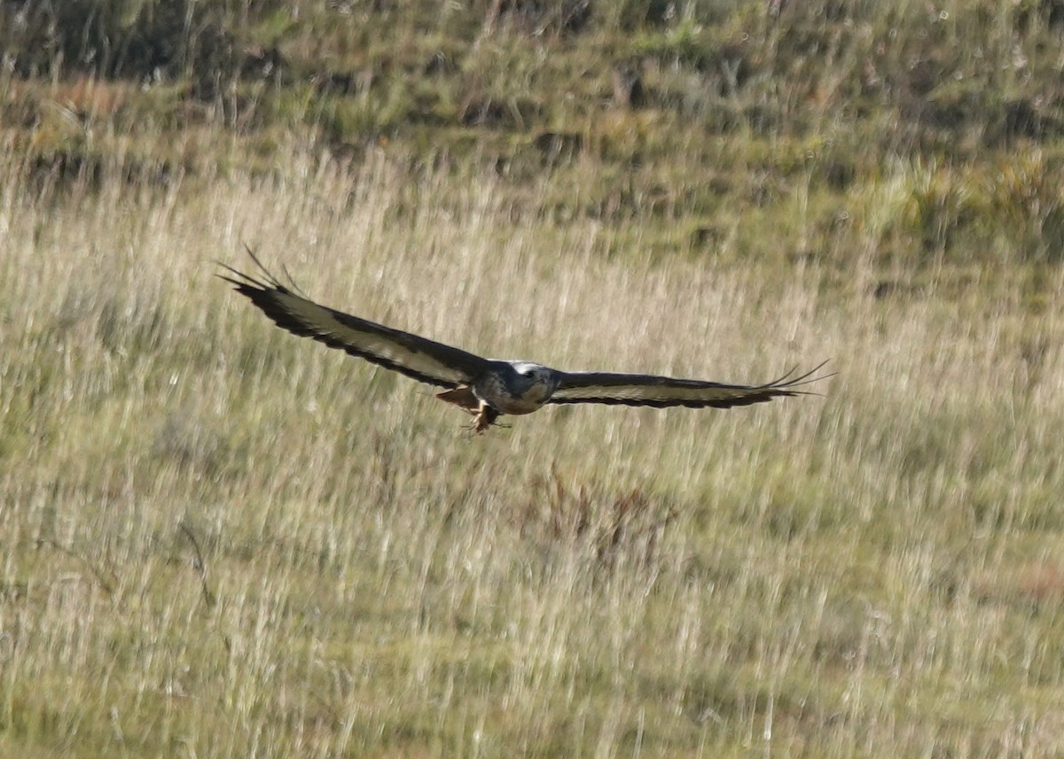 Jackal Buzzard - ML656045519