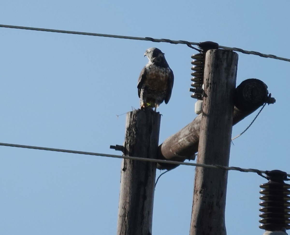 Jackal Buzzard - ML656045545