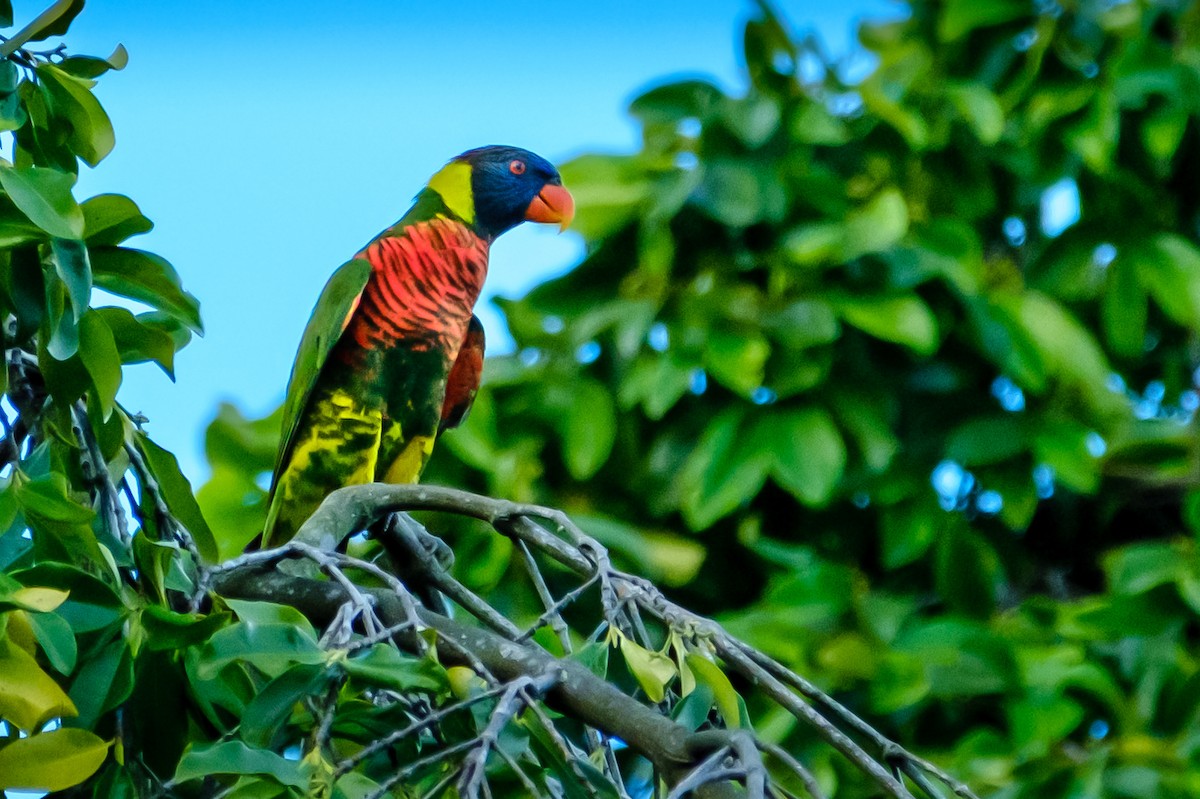 Coconut Lorikeet - ML656045846