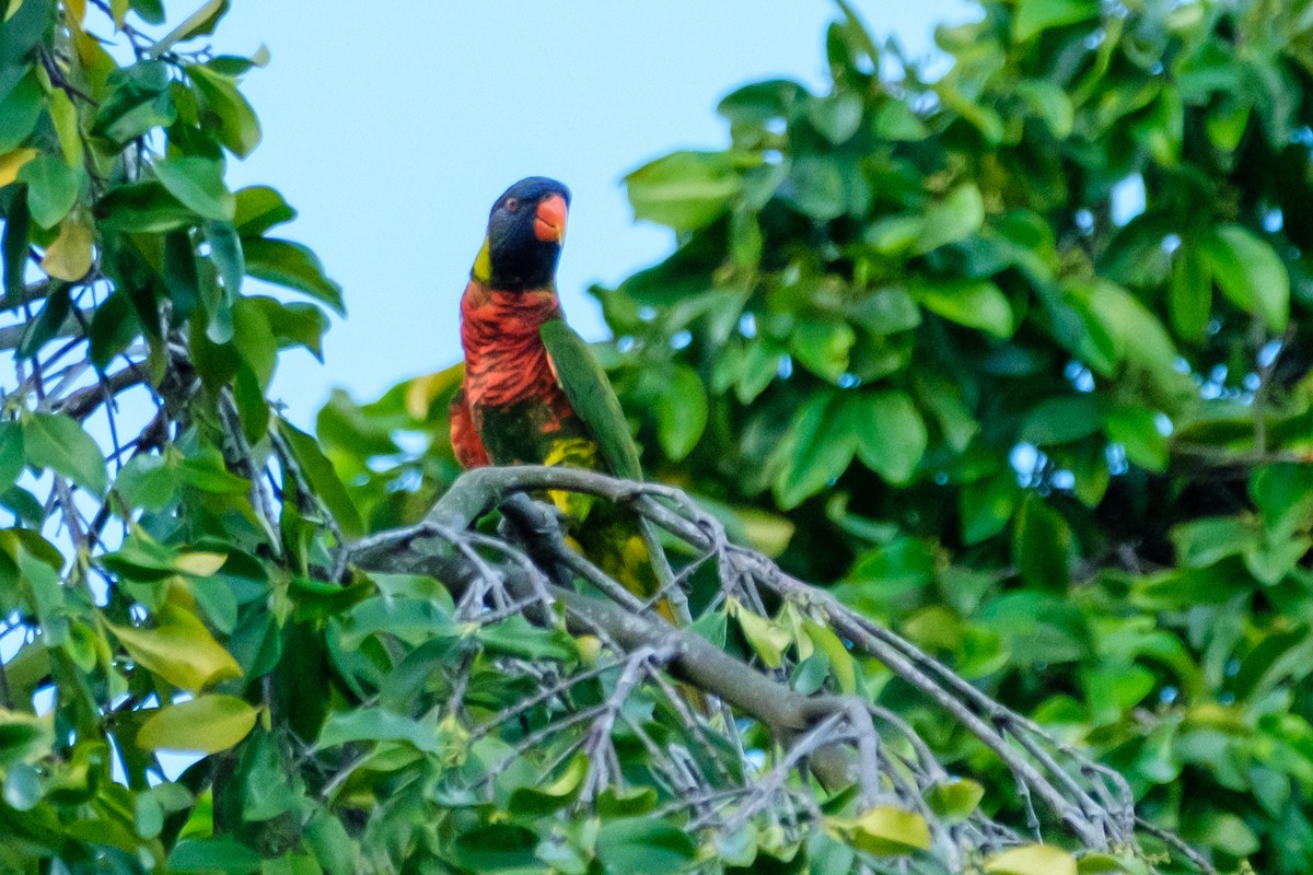 Coconut Lorikeet - ML656045847