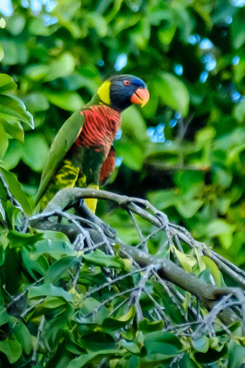 Coconut Lorikeet - ML656045848