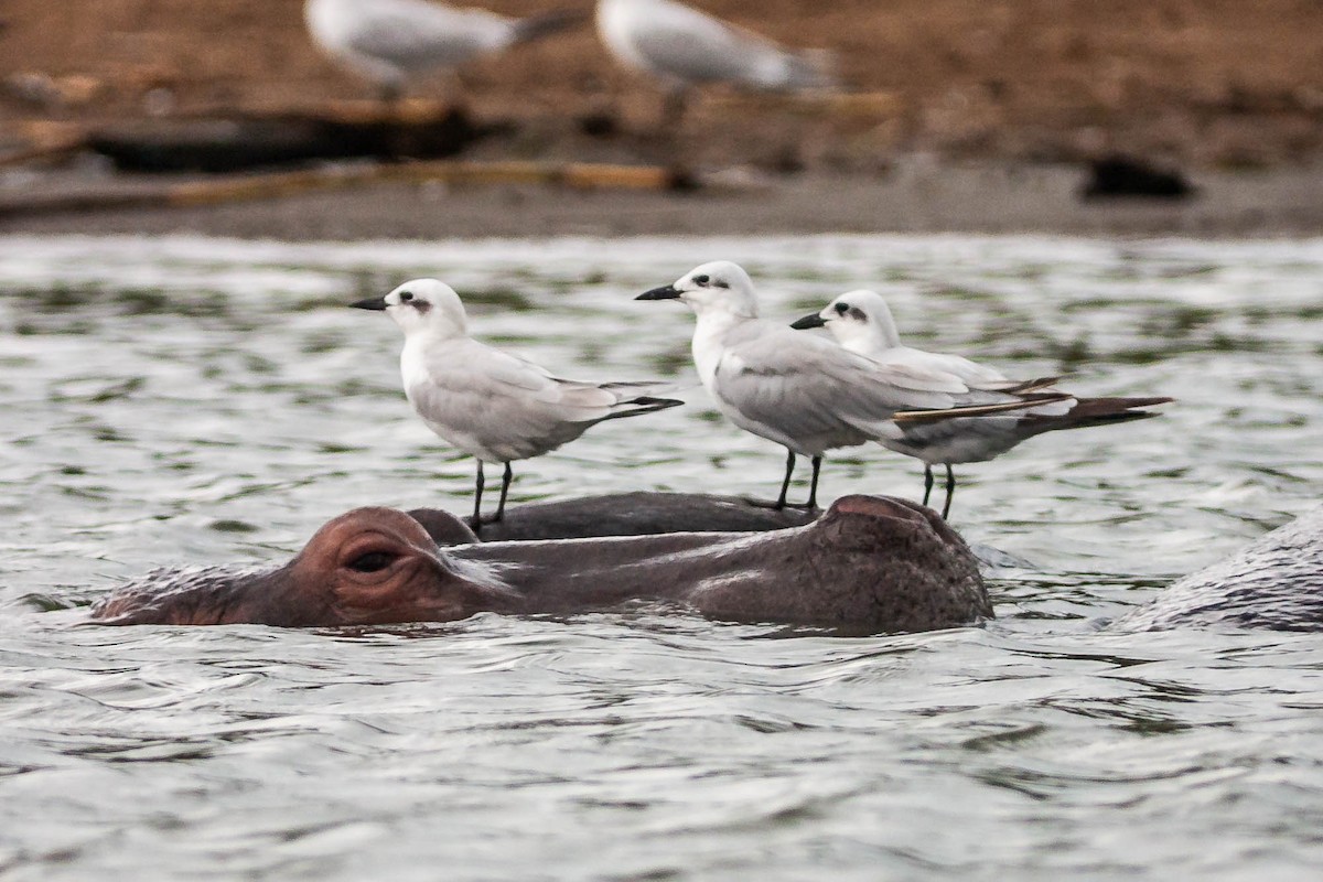 Gull-billed Tern - ML656047370