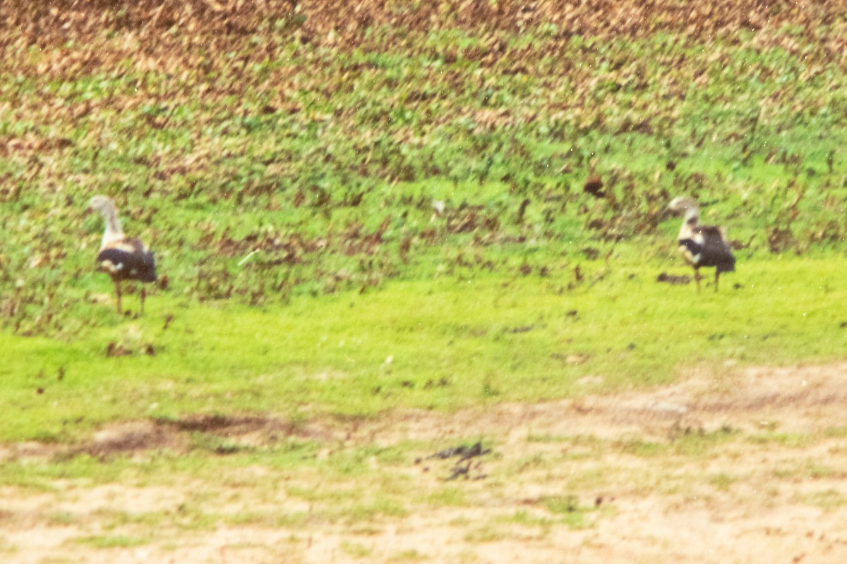 Orinoco Goose - ML656047505