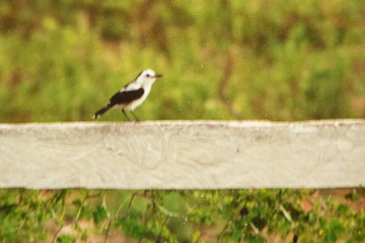 Pied Water-Tyrant - ML656047582