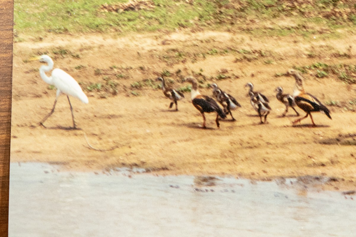 Orinoco Goose - ML656047659