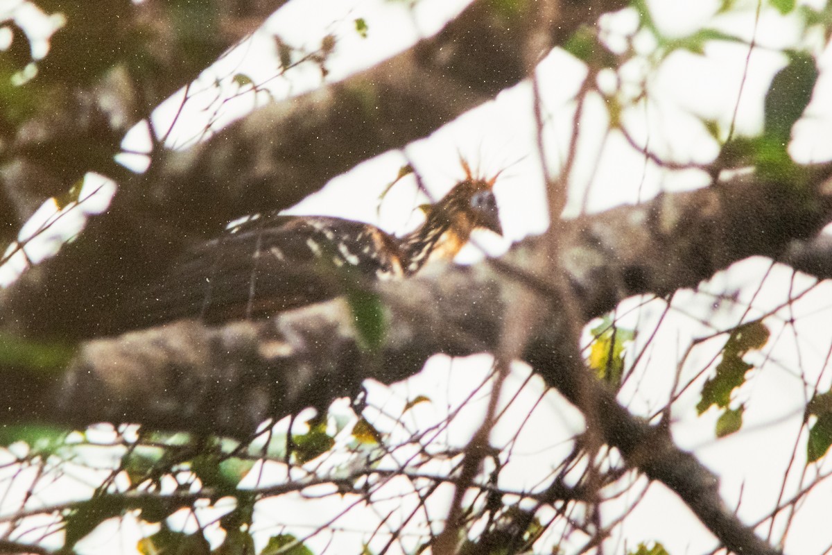 Hoatzin - ML656047691