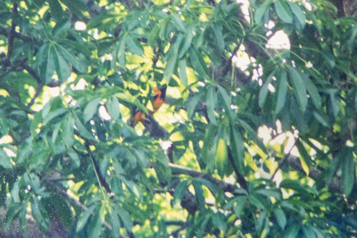 Venezuelan Troupial - ML656047731