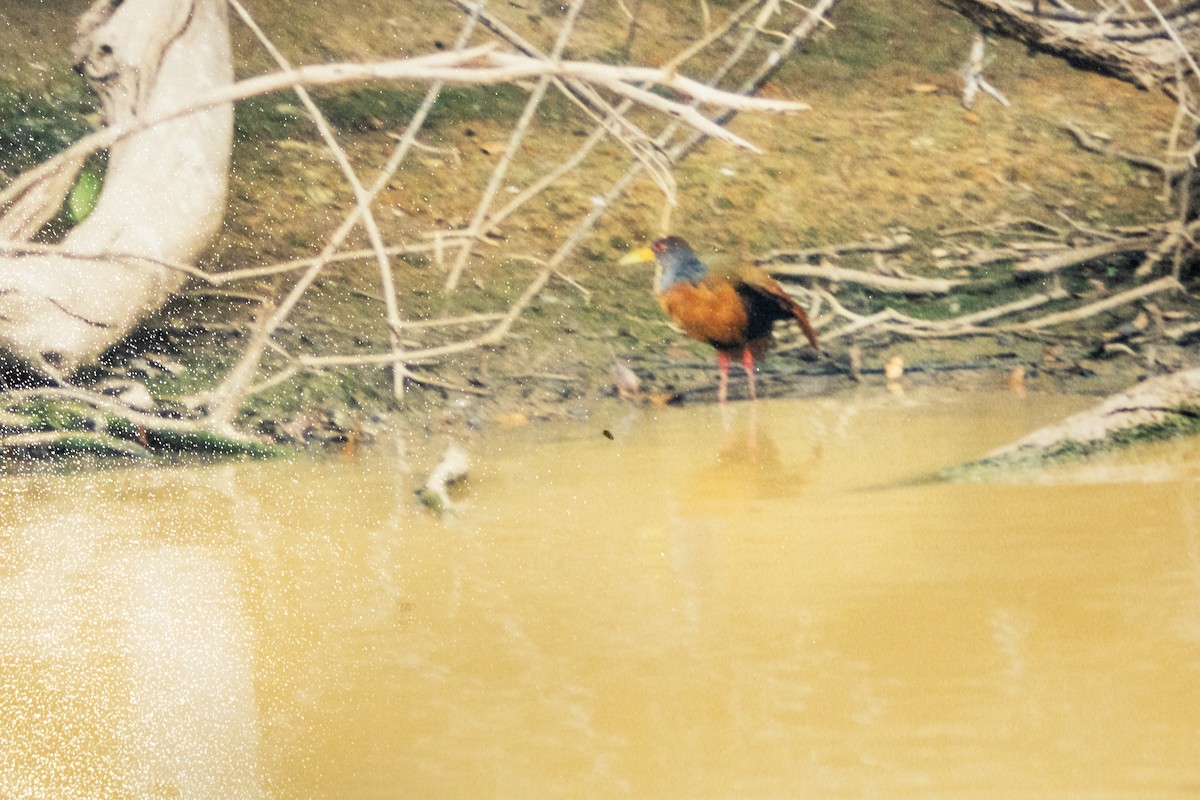 Gray-cowled Wood-Rail - ML656047753