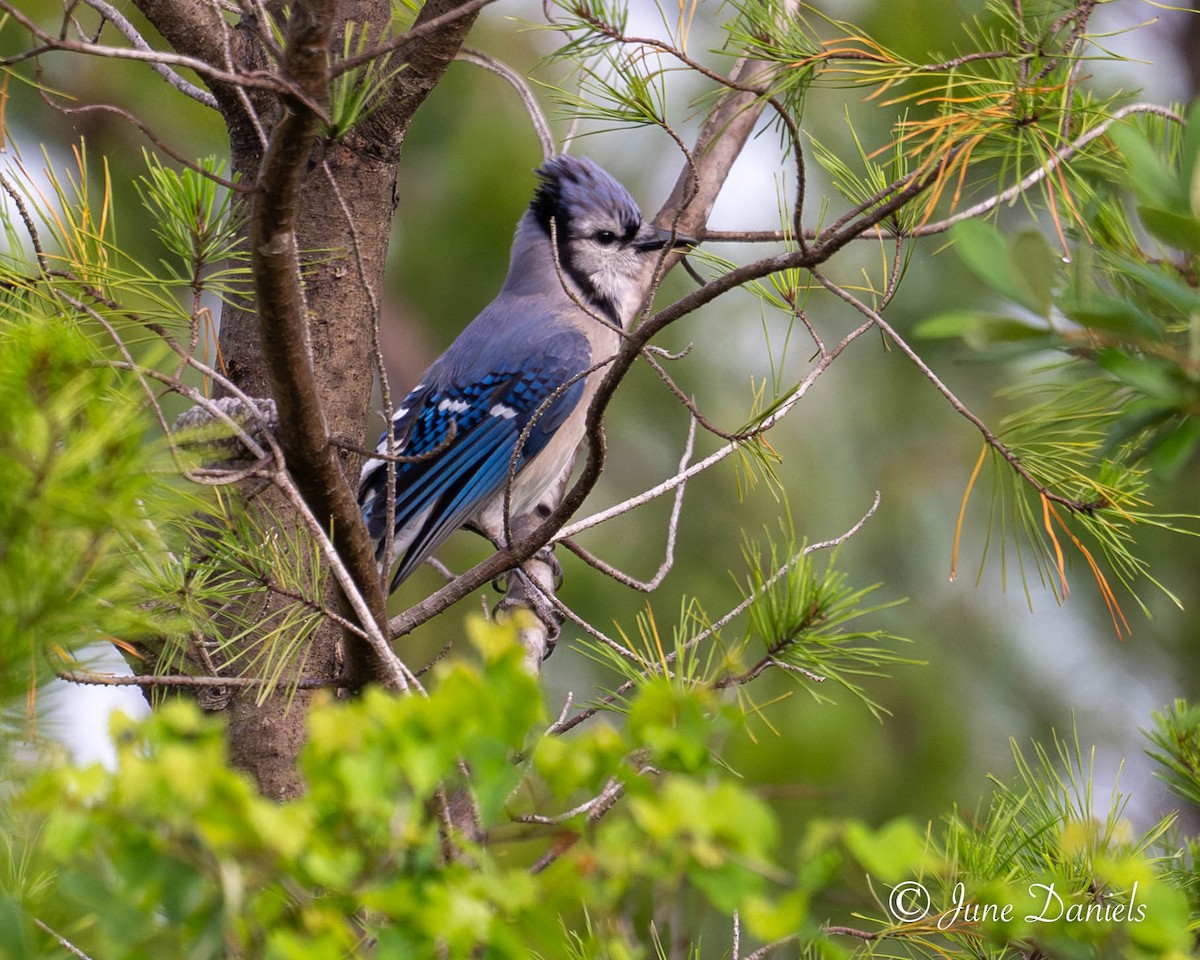 Geai bleu - ML656048686
