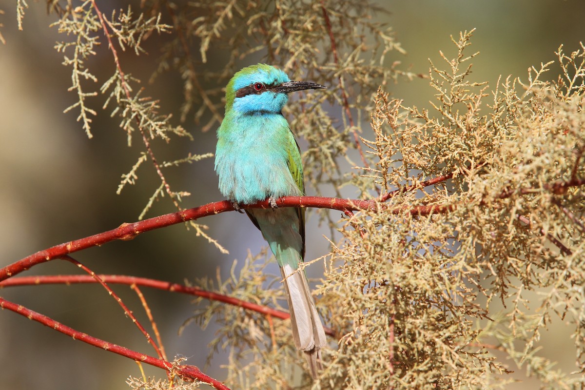 Arabian Green Bee-eater - Christoph Moning