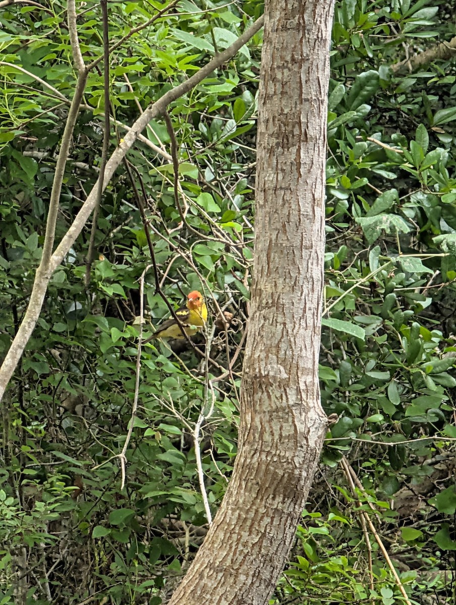 Western Tanager - ML656049700