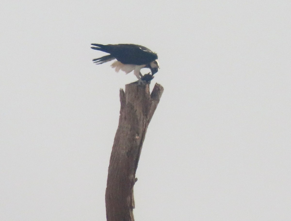 물수리 - ML656050469