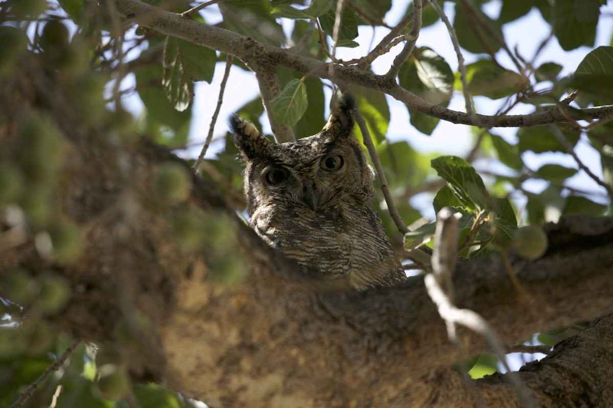 Arabian Eagle-Owl - ML656051932